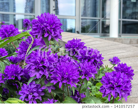 Purple campanula glomerata flowers blooming by modern glass building entrance Purple campanula glomerata flowers blooming by modern glass building entrance 141057257