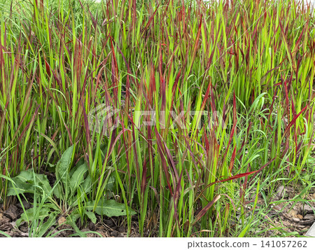 Red and green Japanese blood grass Imperata cylindrica ornamental plants Red and green Japanese blood grass Imperata cylindrica ornamental plants 141057262
