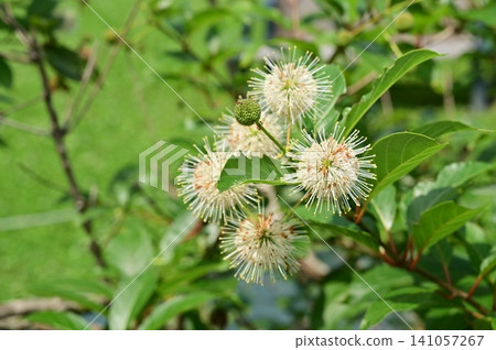 Cephalanthus (Rubiaceae family) Moonlight Fantasy Cephalanthus (Rubiaceae family) Moonlight Fantasy 141057267