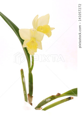 Cattleya, yellow flower, Fairyland, bright background Cattleya, yellow flower, Fairyland, bright background 141057272