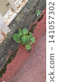 roadside weeds 141057302
