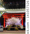 At Haneda Airport's international terminal, a beautiful scene unfolds with cherry blossoms adorning a distinctly Japanese red torii gate. 141057326
