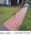 A scene of cute cats confidently walking along a brick path in the famous "Cat Village" that I visited on my trip to Taiwan. 141057330
