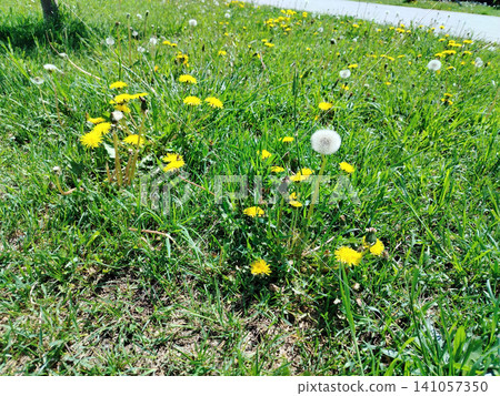 Dandelions And Seed Heads In A Sunny Green Lawn With Wild Grass And Spring Meadow Detail. Dandelions And Seed Heads In A Sunny Green Lawn With Wild Grass And Spring Meadow Detail. 141057350