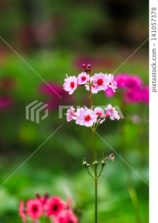 Primrose (Primula japonica) at Lake Chuzenji (Nikko City, Tochigi Prefecture) Primrose (Primula japonica) at Lake Chuzenji (Nikko City, Tochigi Prefecture) 141057378