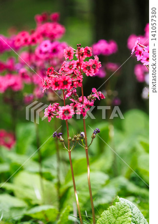 中禪寺湖(栃木縣日光市)的報春花(日本報春花) 中禪寺湖(栃木縣日光市)的報春花(日本報春花) 141057380