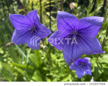 蜜蜂和風鈴草 蜜蜂和風鈴草 141057404