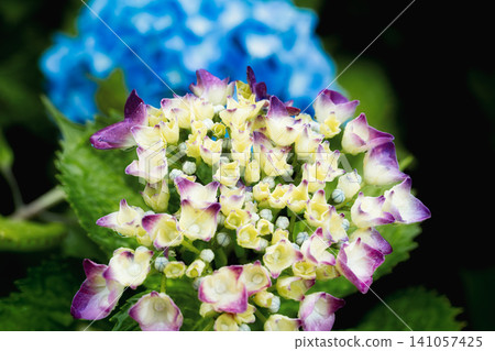 Hydrangeas with a beautiful gradient of yellow-green and purple. Hydrangeas with a beautiful gradient of yellow-green and purple. 141057425