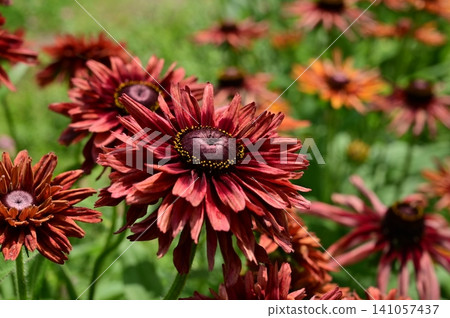 Rudbeckia (Asteraceae family) Enchanted Velvet Frame Rudbeckia (Asteraceae family) Enchanted Velvet Frame 141057437
