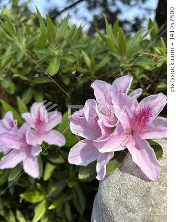 Pink azaleas blooming close to a garden stone against a backdrop of fresh greenery. Pink azaleas blooming close to a garden stone against a backdrop of fresh greenery. 141057500