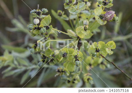 Close-up of a shield bug sitting on a green flowering plant with morning dew drops. The macro shot captures the insect and botanical details in a natural, tranquil meadow setting during early morning. Close-up of a shield bug sitting on a green flowering plant with morning dew drops. The macro shot captures the insect and botanical details in a natural, tranquil meadow setting during early morning. 141057516