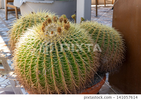 Golden barrel cactus clusters in terracotta pot outdoor Golden barrel cactus clusters in terracotta pot outdoor 141057614