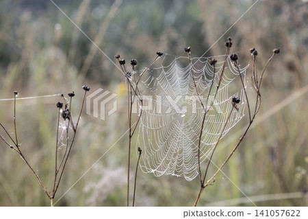 Macro shot of a detailed spider web covered with sparkling morning dew drops between dry plant stems. Beautiful natural pattern, delicate texture, soft blurred meadow background in early summer light. 141057622