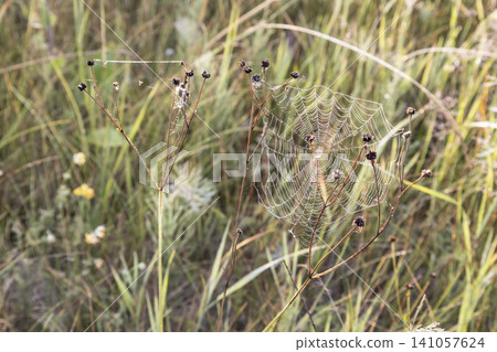 Macro shot of a detailed spider web covered with sparkling morning dew drops between dry plant stems. Beautiful natural pattern, delicate texture, soft blurred meadow background in early summer light. Macro shot of a detailed spider web covered with sparkling morning dew drops between dry plant stems. Beautiful natural pattern, delicate texture, soft blurred meadow background in early summer light. 141057624