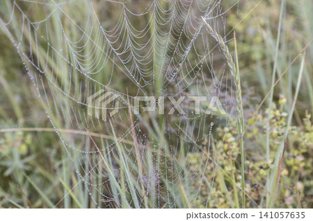 Small orb-weaver spider sitting in a delicate spiderweb covered with morning dew drops, captured in a grassy field. Natural macro photography showcasing fragile beauty and detailed insect wildlife. 141057635