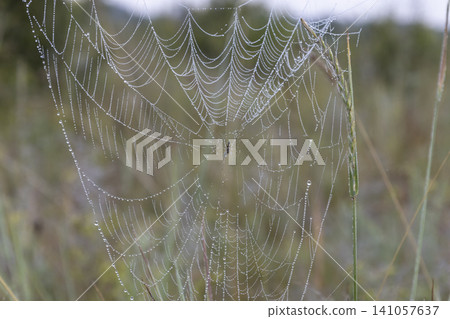 Small orb-weaver spider sitting in a delicate spiderweb covered with morning dew drops, captured in a grassy field. Natural macro photography showcasing fragile beauty and detailed insect wildlife. Small orb-weaver spider sitting in a delicate spiderweb covered with morning dew drops, captured in a grassy field. Natural macro photography showcasing fragile beauty and detailed insect wildlife. 141057637