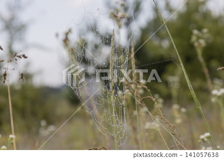 Small orb-weaver spider sitting in a delicate spiderweb covered with morning dew drops, captured in a grassy field. Natural macro photography showcasing fragile beauty and detailed insect wildlife. Small orb-weaver spider sitting in a delicate spiderweb covered with morning dew drops, captured in a grassy field. Natural macro photography showcasing fragile beauty and detailed insect wildlife. 141057638