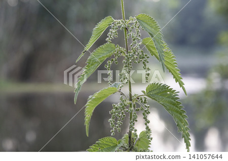 Close-up of a common stinging nettle plant, Urtica dioica, featuring detailed green serrated leaves and small blooming flower clusters, captured in a natural outdoor forest setting with a blurred Close-up of a common stinging nettle plant, Urtica dioica, featuring detailed green serrated leaves and small blooming flower clusters, captured in a natural outdoor forest setting with a blurred 141057644