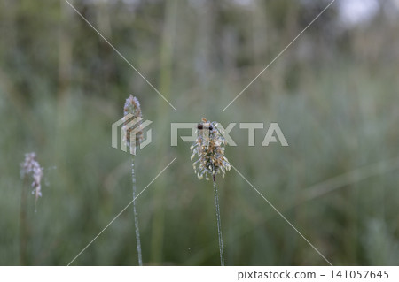 A small hoverfly flies towards a flowering grass ear covered with morning dew in a green summer meadow. Macro photography of nature, insects and wildflowers in the early morning at soft focus. 141057645