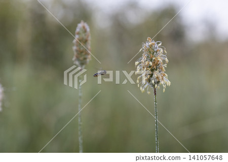A small hoverfly flies towards a flowering grass ear covered with morning dew in a green summer meadow. Macro photography of nature, insects and wildflowers in the early morning at soft focus. A small hoverfly flies towards a flowering grass ear covered with morning dew in a green summer meadow. Macro photography of nature, insects and wildflowers in the early morning at soft focus. 141057648
