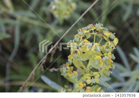 Macro shot of a Cypress Spurge (Euphorbia cyparissias) blooming in a meadow, covered in delicate morning dew. Soft focus background emphasizes the intricate yellow-green flowers and fresh summer Macro shot of a Cypress Spurge (Euphorbia cyparissias) blooming in a meadow, covered in delicate morning dew. Soft focus background emphasizes the intricate yellow-green flowers and fresh summer 141057656
