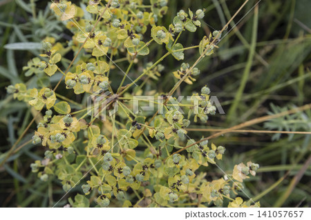 Macro shot of a Cypress Spurge (Euphorbia cyparissias) blooming in a meadow, covered in delicate morning dew. Soft focus background emphasizes the intricate yellow-green flowers and fresh summer Macro shot of a Cypress Spurge (Euphorbia cyparissias) blooming in a meadow, covered in delicate morning dew. Soft focus background emphasizes the intricate yellow-green flowers and fresh summer 141057657