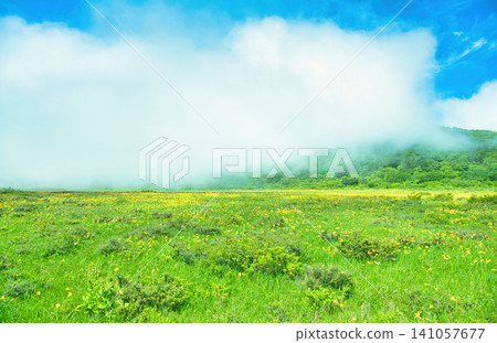 在福島縣山郡北鹽原村小國濕地，成簇生長的萱草。 141057677