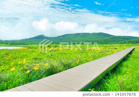 在福島縣山郡北鹽原村小國濕地,成簇生長的萱草。 在福島縣山郡北鹽原村小國濕地,成簇生長的萱草。 141057678