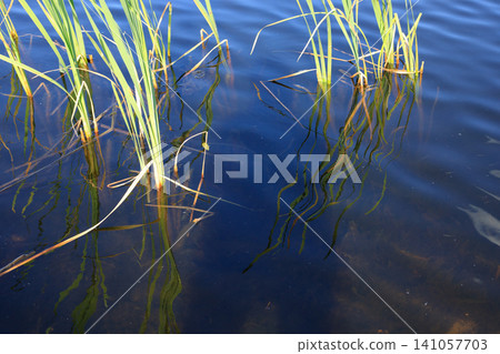 Water ripples and green reeds on a calm lake surface. Natural pond background displays wavy liquid pattern and distorted reflection Water ripples and green reeds on a calm lake surface. Natural pond background displays wavy liquid pattern and distorted reflection 141057703