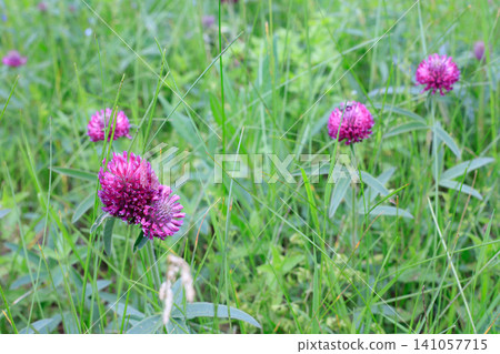 Blooming red clovers against a backdrop of wild green grass. Purple Trifolium pratense flowers in a summer meadow. Natural botanical backdrop. Blooming red clovers against a backdrop of wild green grass. Purple Trifolium pratense flowers in a summer meadow. Natural botanical backdrop. 141057715