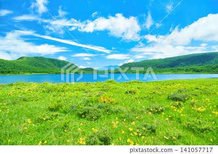 在福島縣山郡北鹽原村小國濕地和小國濕地,成簇生長的萱草。 在福島縣山郡北鹽原村小國濕地和小國濕地,成簇生長的萱草。 141057717