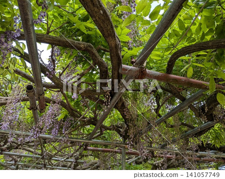 Beautiful wisteria trellis Beautiful wisteria trellis 141057749