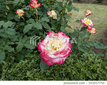 Roses with a color gradient Roses with a color gradient 141057750