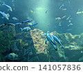 Beautiful sea, beautiful sea creatures 141057836