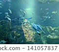 Beautiful sea creatures 141057837