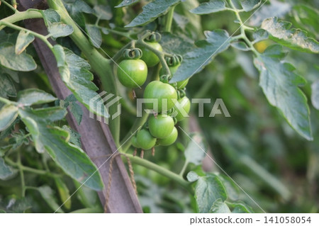 Fresh unripe figs hanging from a fig tree branch surrounded by green leaves in soft sunlight. Fresh unripe figs hanging from a fig tree branch surrounded by green leaves in soft sunlight. 141058054