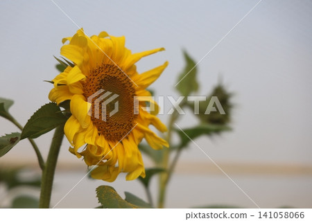 A bright yellow sunflower stands tall with green leaves against a soft gray background. A bright yellow sunflower stands tall with green leaves against a soft gray background. 141058066