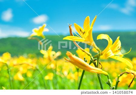 Daylilies blooming in the Oguni Marshland, Kitashiobara Village, Yama District, Fukushima Prefecture. Daylilies blooming in the Oguni Marshland, Kitashiobara Village, Yama District, Fukushima Prefecture. 141058074