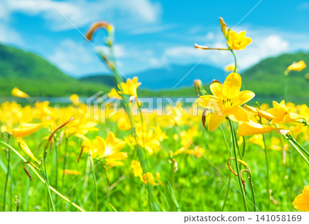 Daylilies blooming in the Oguni Marshland, Kitashiobara Village, Yama District, Fukushima Prefecture. Daylilies blooming in the Oguni Marshland, Kitashiobara Village, Yama District, Fukushima Prefecture. 141058169