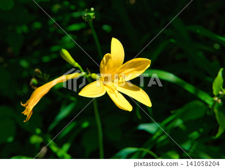 Daylilies blooming around the Oguni Marsh in Kitashiobara Village, Yama District, Fukushima Prefecture. Daylilies blooming around the Oguni Marsh in Kitashiobara Village, Yama District, Fukushima Prefecture. 141058204