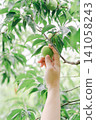 Hands waiting for plum blossoms 141058243