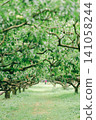 Plum forest 141058244