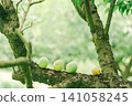 When plum fruit grows up 141058245