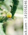 When plum fruit grows up 141058246