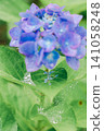 Hydrangea flower petals wet in the rain 141058248