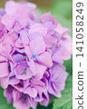 Hydrangea wet in the rain 141058249
