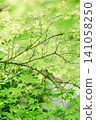 A Japanese tree frog perched on a tree 141058250