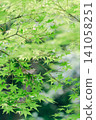 Maple leaves and Japanese tree frogs shining in the green 141058251