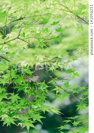 Maple leaves and Japanese tree frogs shining in the green 141058251