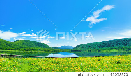 Daylilies growing in clusters in the Oguni Marshland, Kitashiobara Village, Yama District, Fukushima Prefecture, and Oguni Marsh. Daylilies growing in clusters in the Oguni Marshland, Kitashiobara Village, Yama District, Fukushima Prefecture, and Oguni Marsh. 141058270